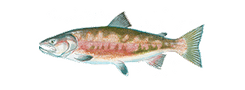 Chum Salmon