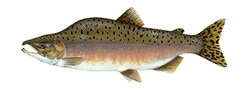 Pink Salmon